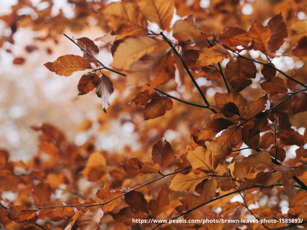 First Day of Autumn 2021 tells us that life is all about embracing the change and living with it happily….